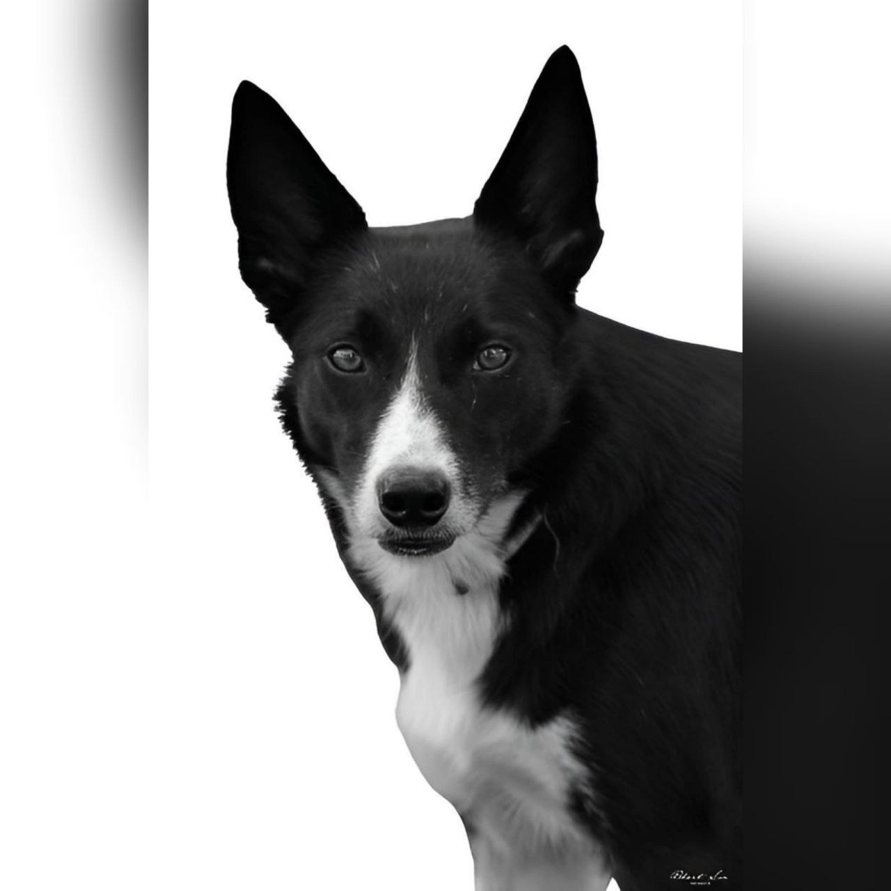 a black and white dog